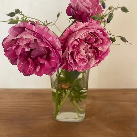 Experience Peace And Quiet Enjoy Space Munster (North Rhine-Westphalia)